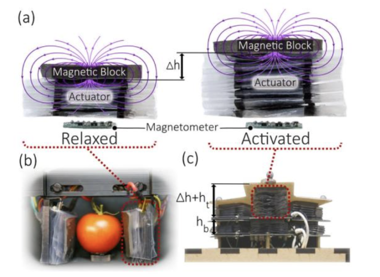 Embedded Magnetic Sensing for Feedback Control of Soft HASEL Actuators