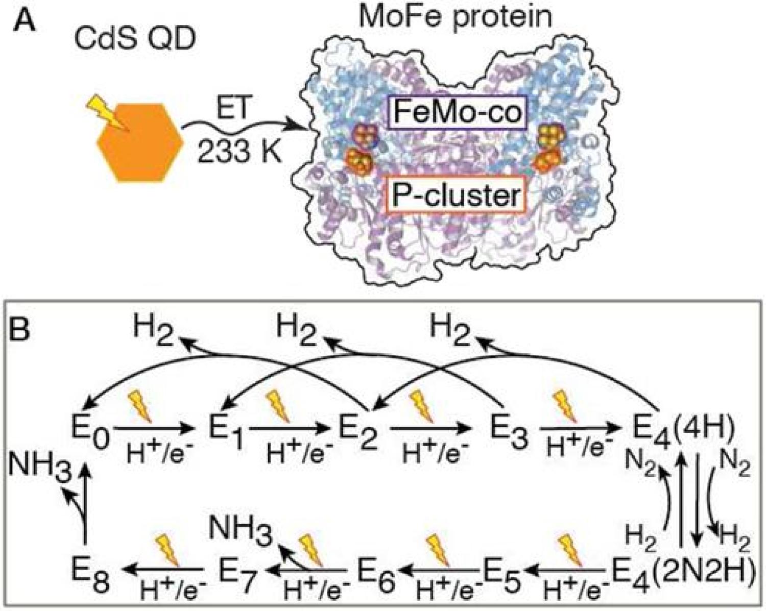 N2ase April 2024 figure