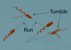 Sketch of a bacterium in a run-and-tumble sequence