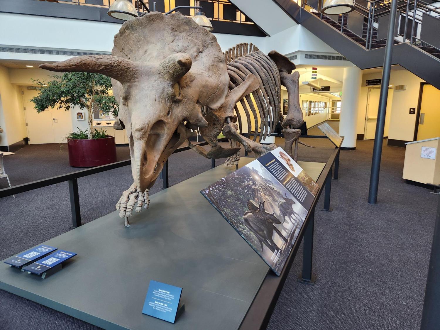 Triceratops skeleton inside SEEC atrium