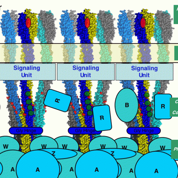 Current Falke lab working model for the architecture of the bacterial chemotaxis signaling complex. For reviews see Falke & Hazelbauer (2001) and Hazelbauer, Falke & Parkinson (2008)