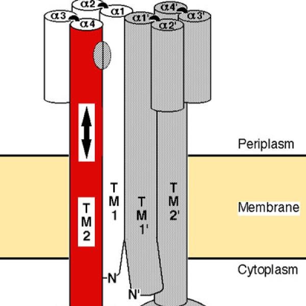 Schematic of the aspartate receptor showing the signaling helix (red) and the direction of its piston displacement. This signaling helix displacement generates the transmembrane signal that controls cytoplasmic kinase activity (Chervitz & Falke, 1996; Falke & Hazelbauer, 2001).