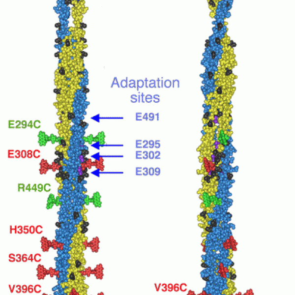 Chemical scan of aspartate receptor revealing positions on surface critical for kinase regulation. Positions indicated in black, red and green were scanned in both the periplasmic and cytoplasmic domains. The protein interactions by cysteine modification (PICM) approach revealed positions at which fluorescein-5-maleimide (F5M) coupling superactivates (green F5M CPK) or destroys (red F5M CPK) kinase activation. The approach reveals two symmetric, linear docking surfaces on the homodimer near its extreme cyto