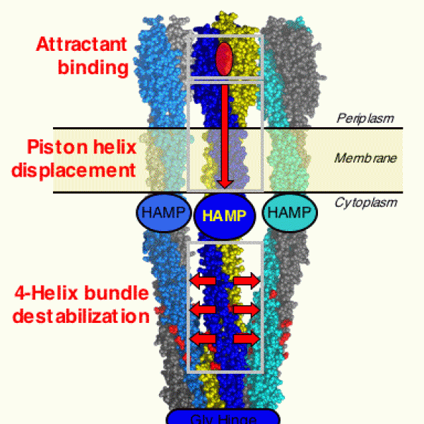  Current Falke lab working model for transmembrane signal transduction through a receptor dimer. For reviews see Falke & Hazelbauer (2001) and Hazelbauer, Falke & Parkinson (2008) - Publications Link.