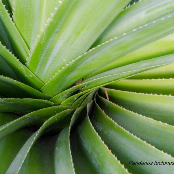 Pandanus tectorius