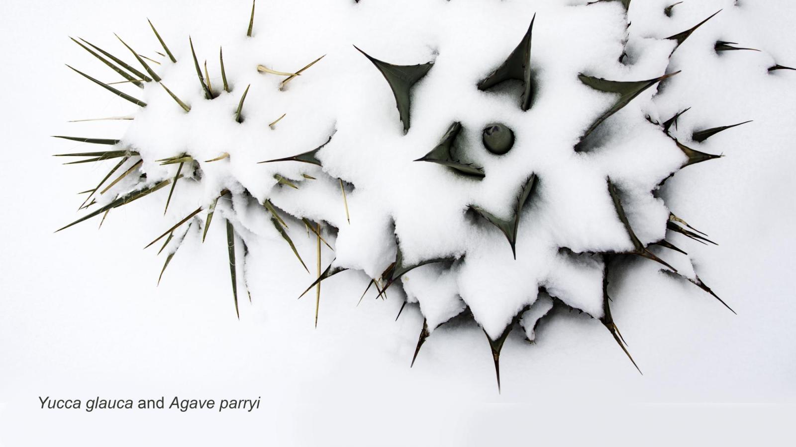 Agave in snow