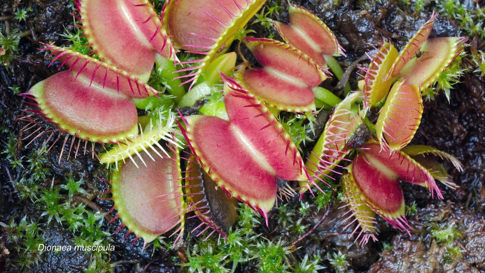 Dionaea muscipula