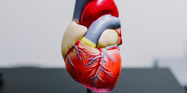 Model of a heart