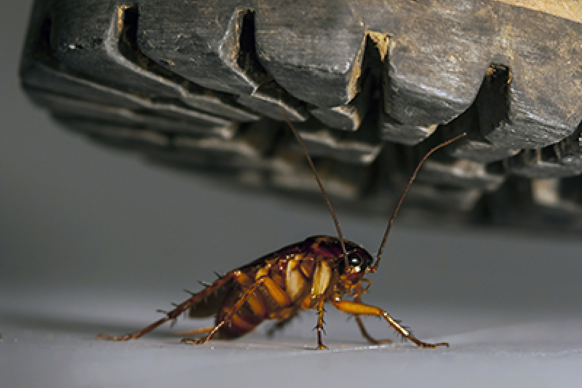 Cockroach being crushed by a boot