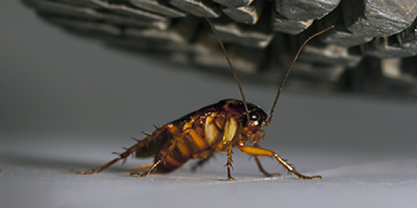 Cockroach being crushed by a boot