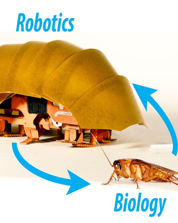Text says Robotics Biology in blue letters. There is an insect being compared with a larger insect-looking robot.