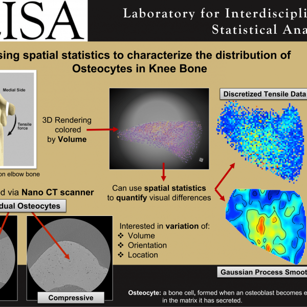 Using spatial statistics to characterize the distribution of Osteocytes in Knee Bone