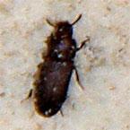 beetle close up view