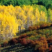 aspen trees changing color