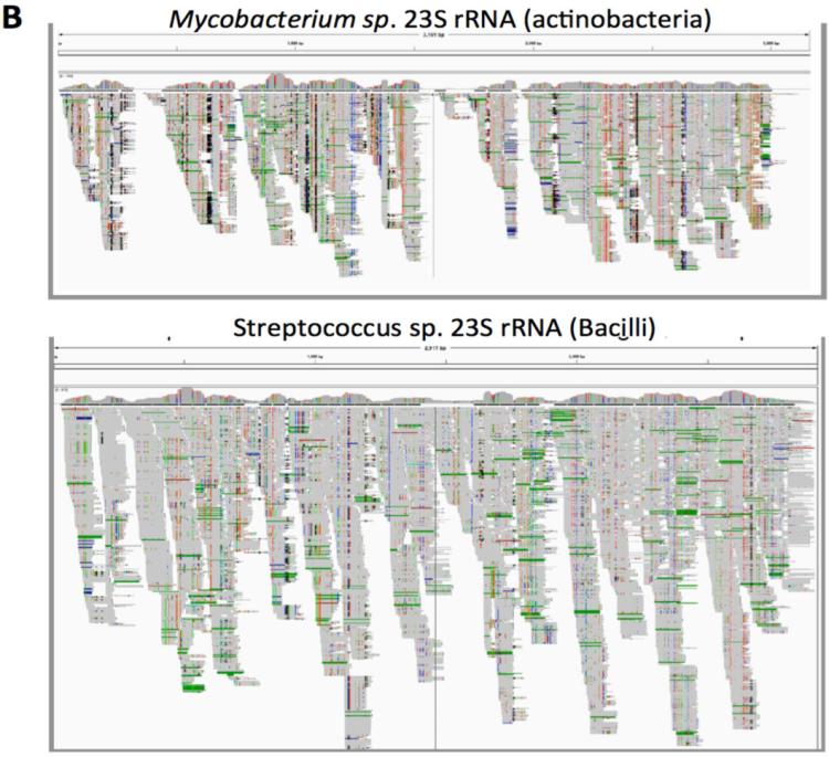 Brain RNA-seq reads aligned to two 23S  rRNA sequences from 2 representative bacterial genera.  (Integrative Genome Viewer output).  Colors represent misalignment with the 23S sequence, which indicates that the reads are not from the specific species used for the alignment. 