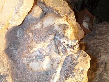 The skull of "Little Foot" embedded in breccia