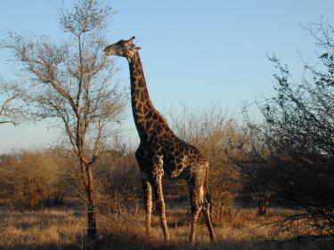 Giraffe browsing from tree