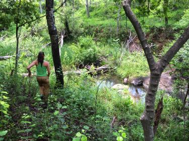 One person walking down into riverine woodland