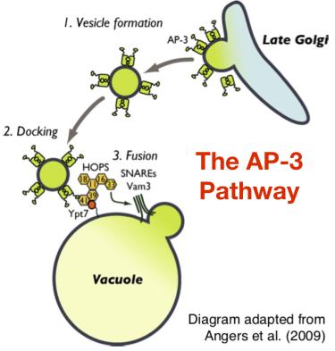 Model of the AP-3 pathway