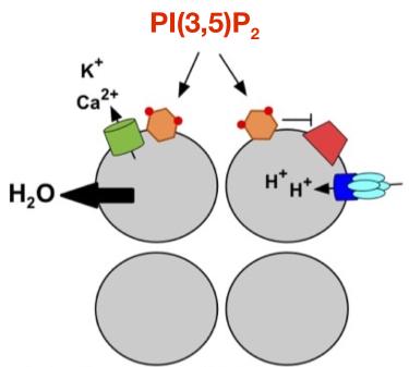 Model of regulation of lysosome by phosphatidylinositol 3,5 bisphosphate