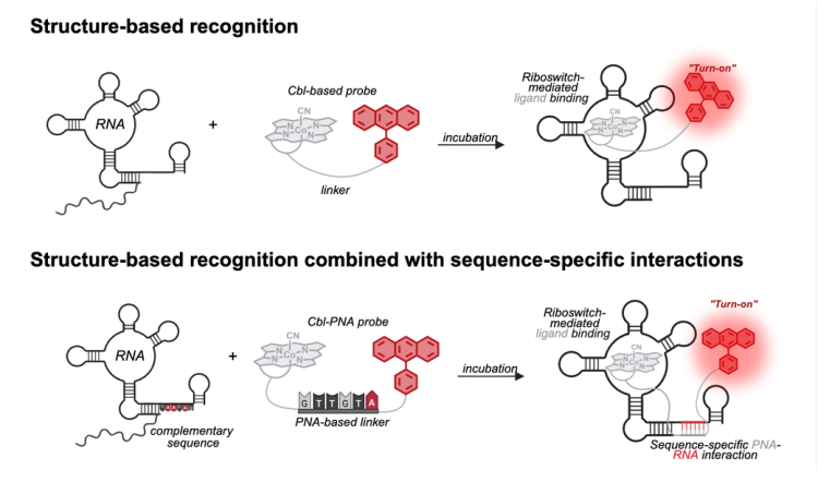 RNA imaging tool