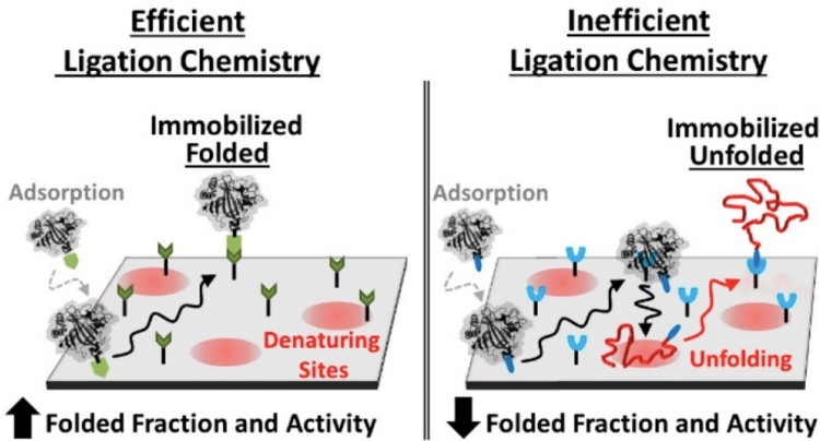 Faster Surface Ligation Reactions Improve Immobilized Enzyme Structure and Activity