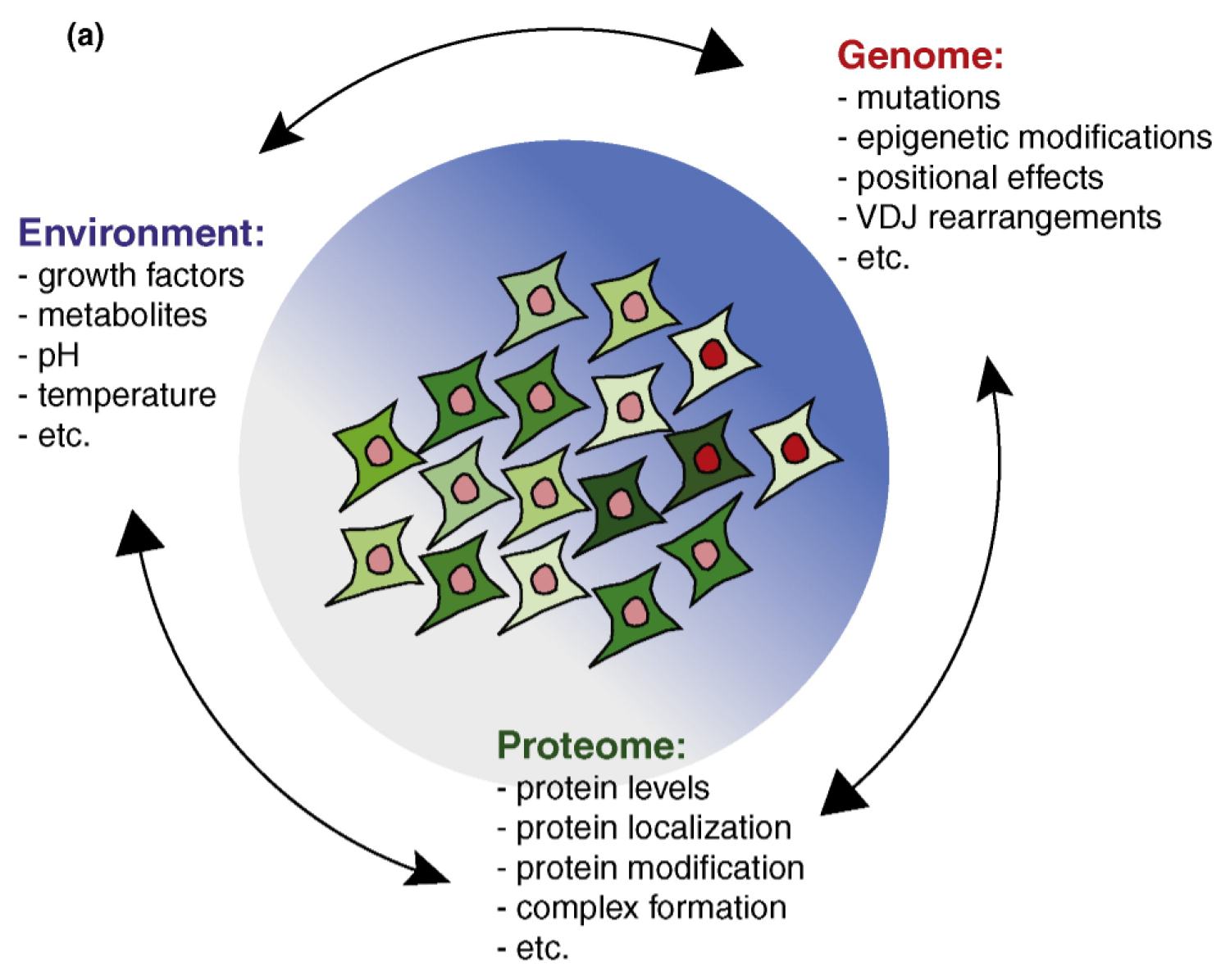 drug sensitivity, cellular response, human disease