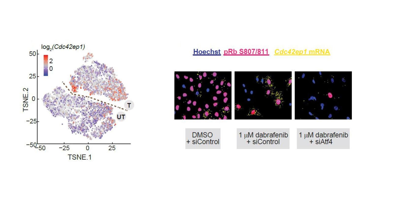 scRNA-seq and RNA FISH revealed elevated expression of Cdc42ep1 in escapees.