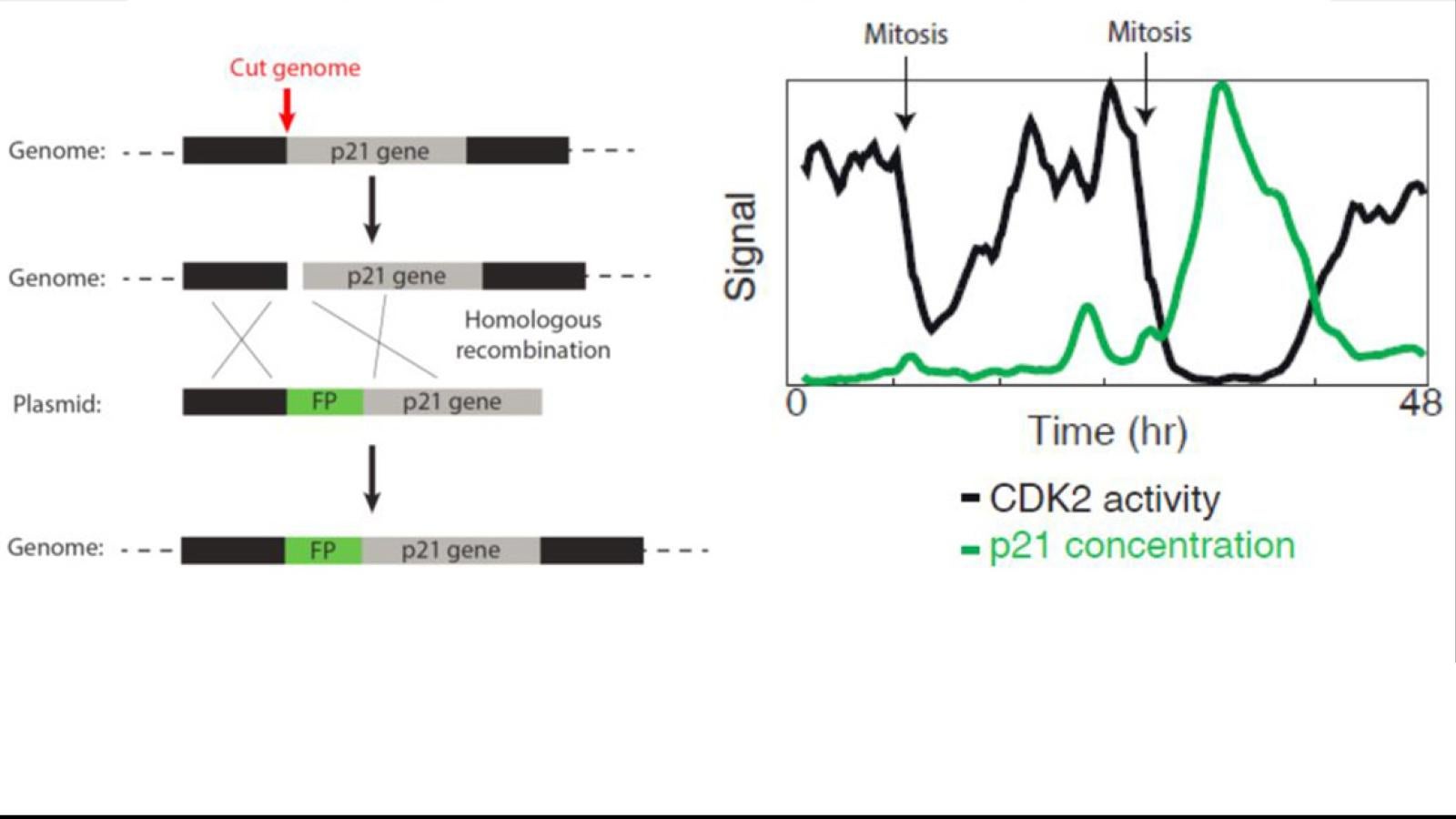 Using an mCitrine-p21 fusion protein in order to monitor p21 levels compared to CDK2 activity in cells in transient quiescence. 