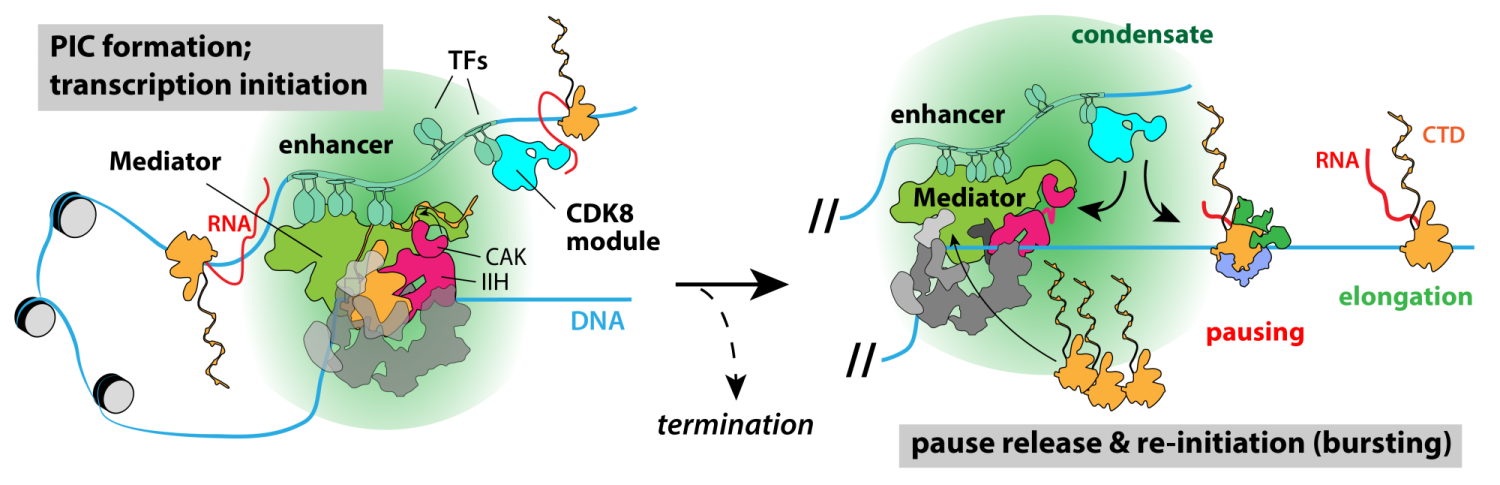 Mediator kinases and CDK8-Mediator, Taatjes Lab