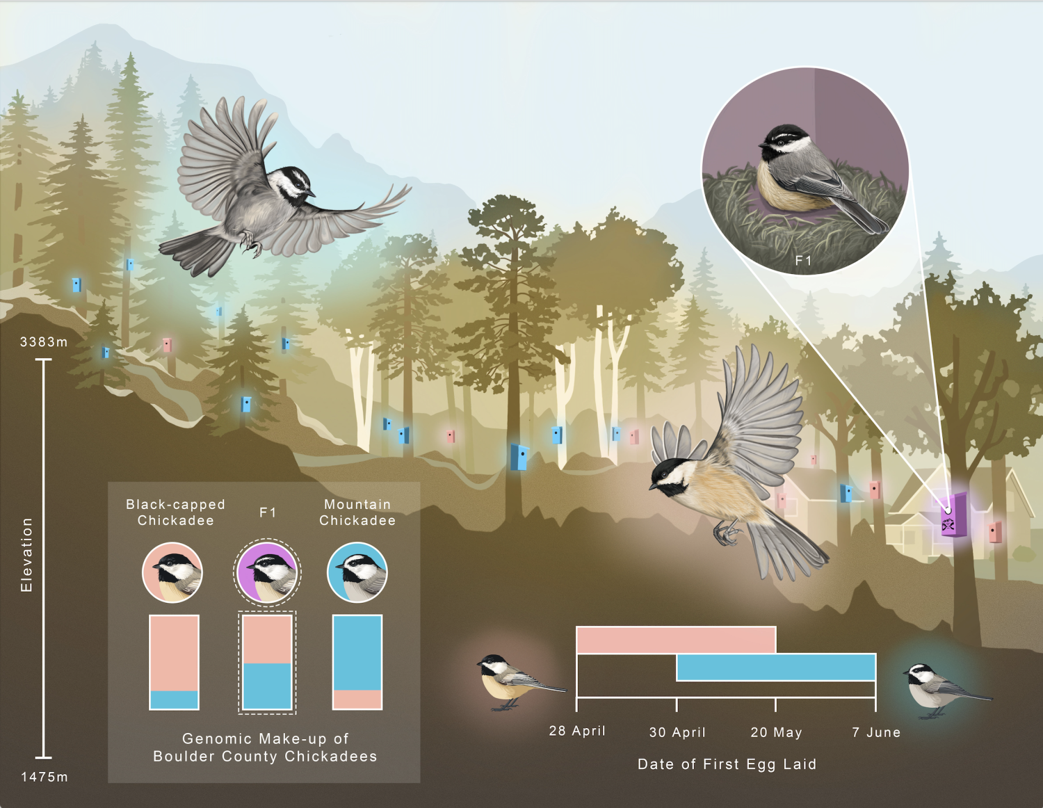 BCS visual abstract genomics