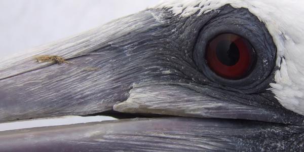 Peruvian booby closeup