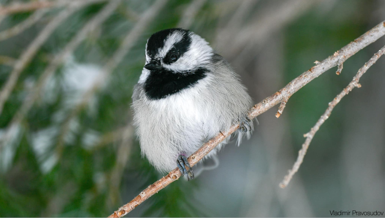 mountain chickadee