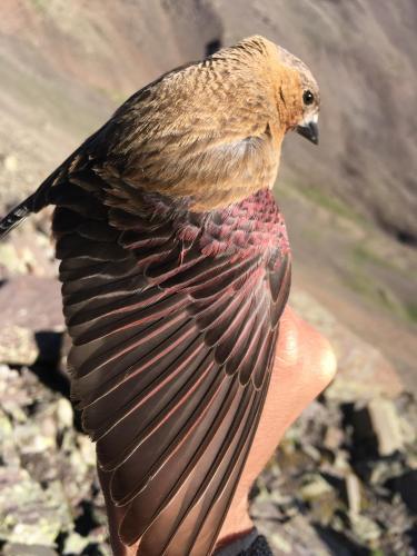 Rosy-finch wing