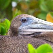 galapagos brown pelican