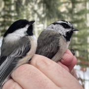black-capped and mountain chickadees in the hand