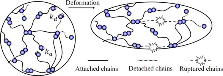 chain rupture vs chain detachment