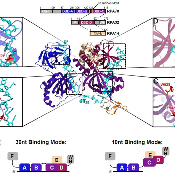 RPA has an extensive ssDNA binding interface that utilizes aromatic base-stacking interactions.