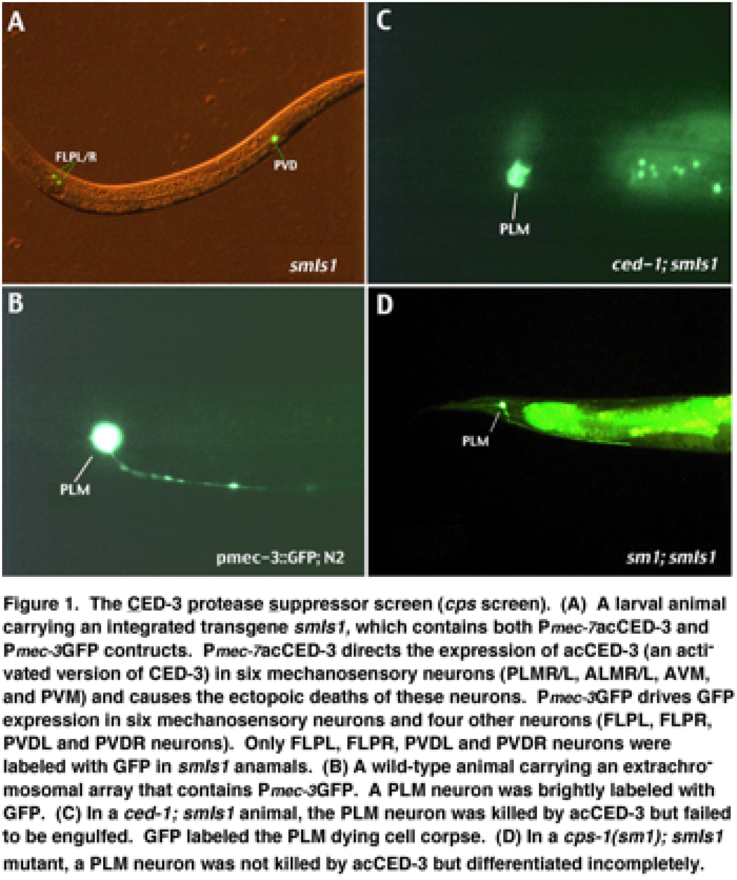 The CED-3 protease suppressor screen.