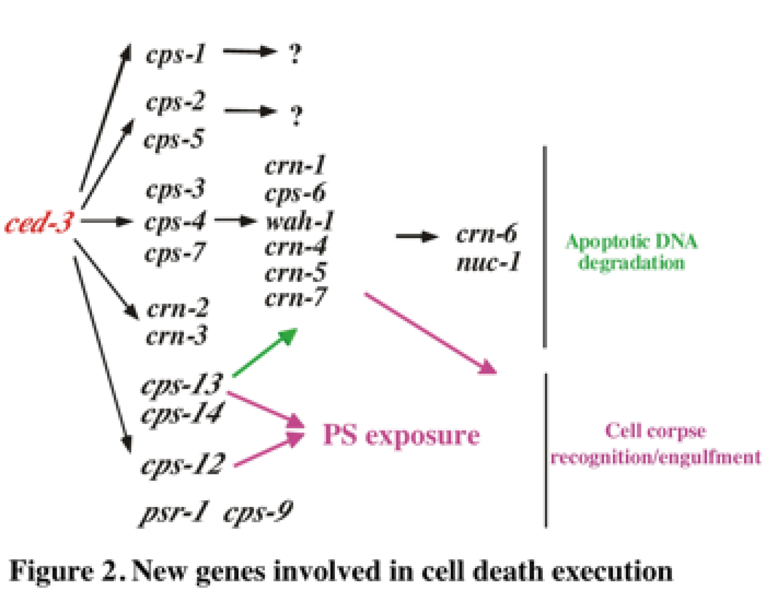 New genes involved in cell death execution.