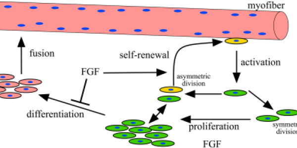 Satellite cells enable muscle regeneration.