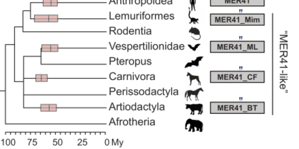 Viruses related to MER41 have independently invaded other mammalian genomes.