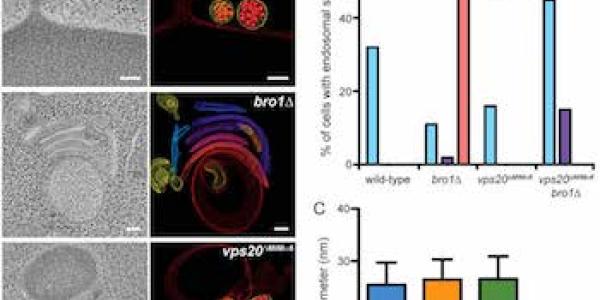 Mutation of Vps20 MIMa6 rescues ILV budding defects in bro1D cells.