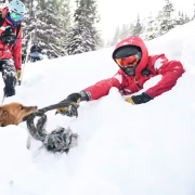 An avalanche rescue dog tugs on a ski patrol member during avalanche training at Copper Mountain in Colorado