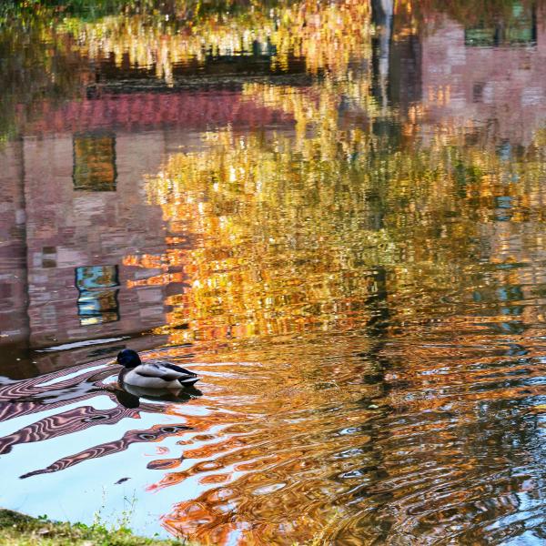 Turning foliage adds to the beauty surrounding the Kittredge Complex pond. (Photo by Glenn Asakawa/University of Colorado)