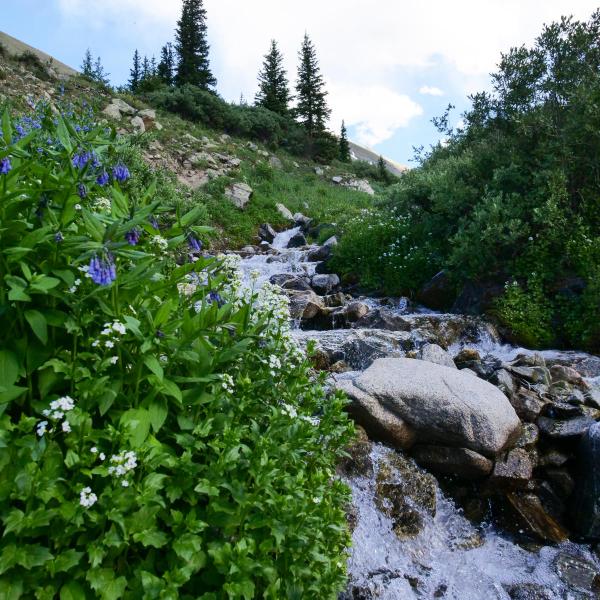 Photo of water flowing at Missouri Gulch, CO (Photo by Patrick Campbell/University of Colorado)