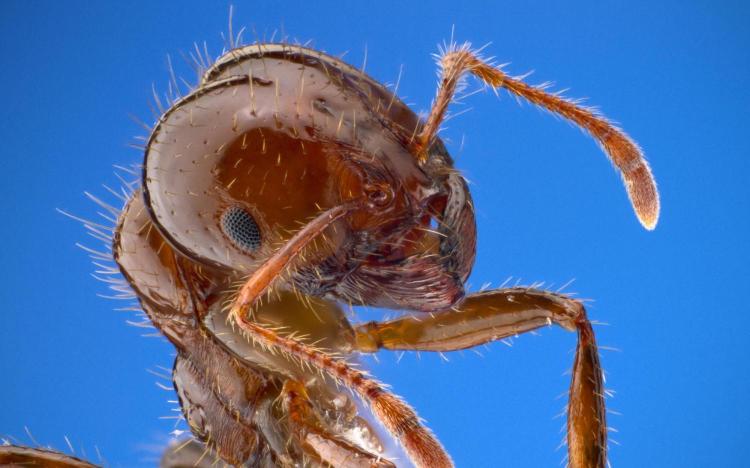 Fire ant colonies could inspire molecular machines, swarming