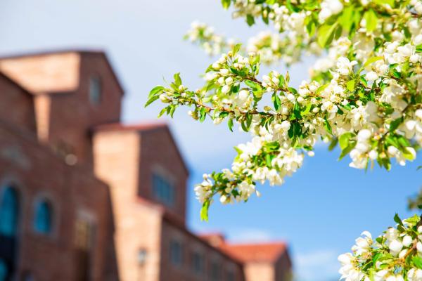 A scenic photo of spring flowers on the CU Boulder campus