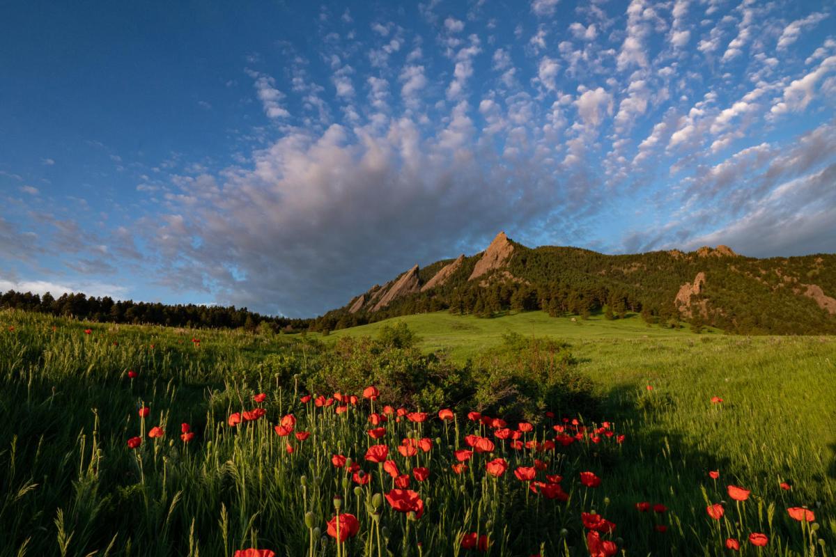 Flowers bloom in Chautaqua park