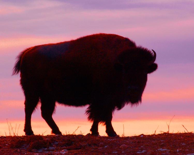 Buffalo at sunset
